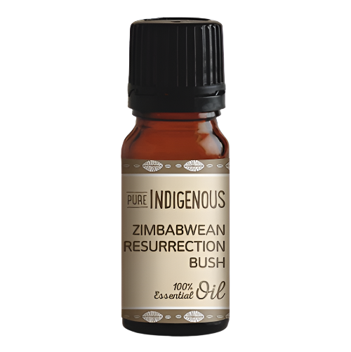 Zimbabwe Resurrection Bush Oil | Pure Indigenous